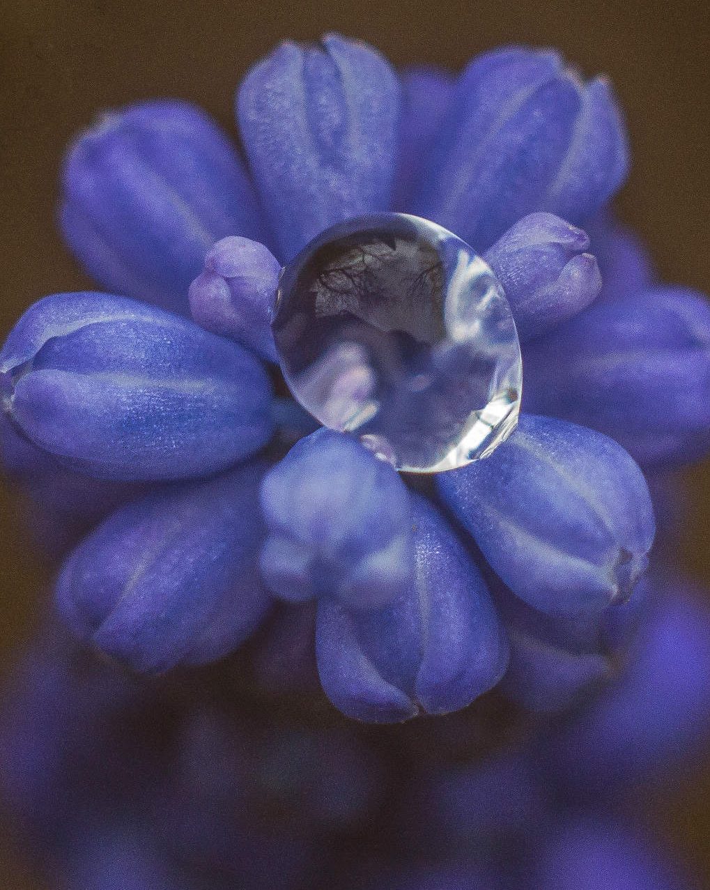 Blue buds with Drew Drop by Roksolane Zasiadko via Unsplash